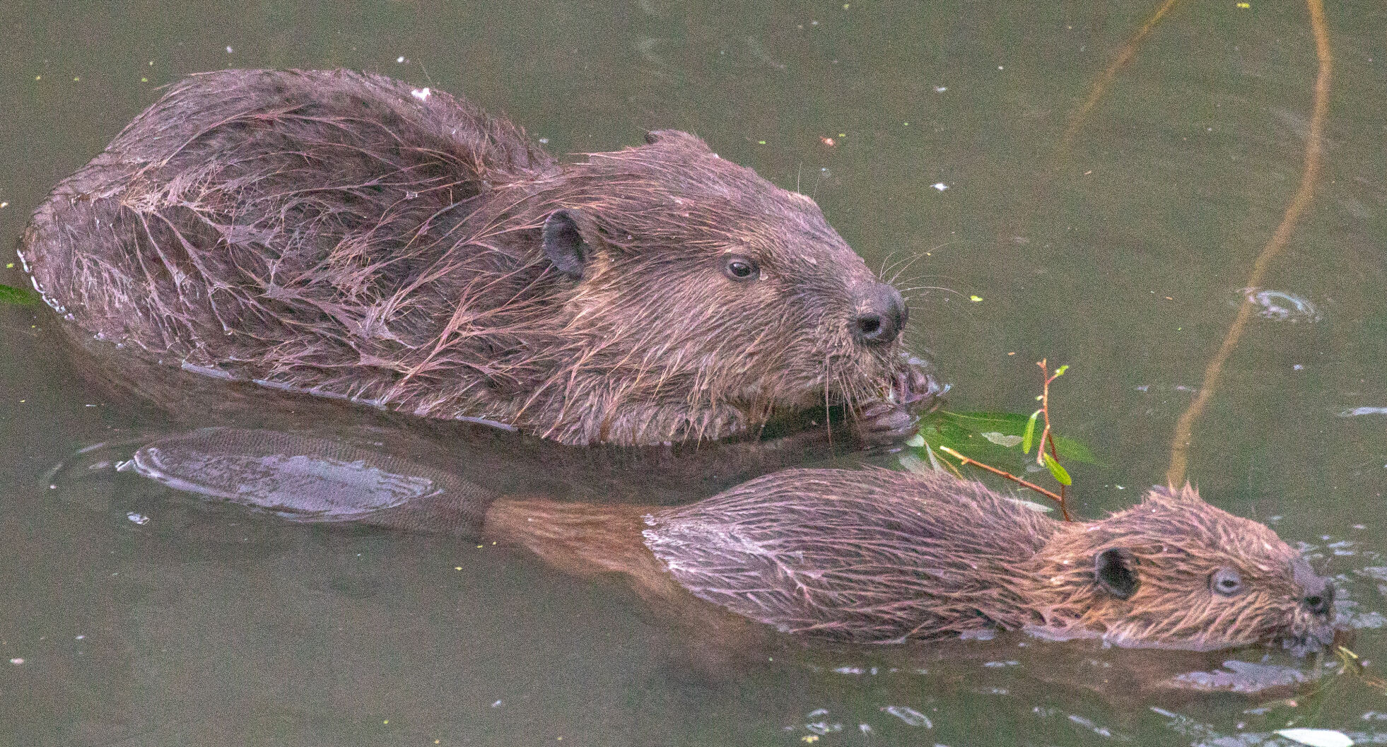 Beaver Lodge Summer 2021